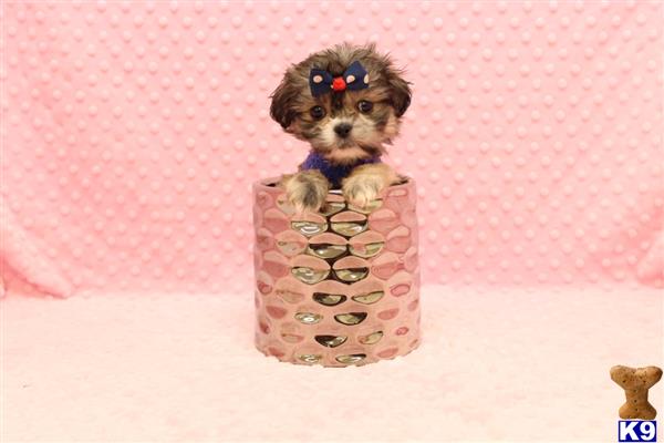 CMPuppyHeaven Picture 2